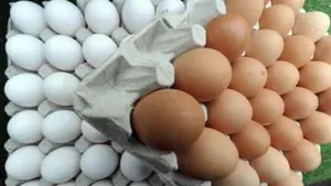 La alarma de los huevos contaminados llega a Navarra: los consumidores piden que se intensifiquen los controles 