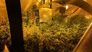 El desenlace de un correo electrónico anónimo: destapan una plantación masiva de marihuana en Muruzábal