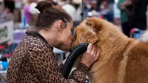 Bellezas de cuatro patas: cientos de perros se reúnen en la Exposición Internacional Canina de Navarra