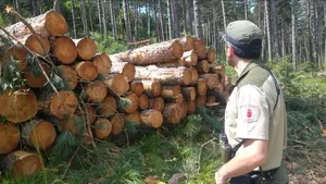 Anuncian 31 plazas en una nueva convocatoria de oposiciones para guardas forestales en Navarra