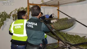 Así ha descubierto la Guardia Civil una de las mayores plantaciones de marihuana de España