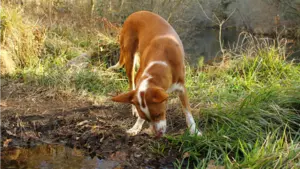 Investigan a la dueña de un perro que pagó supuestamente diez euros a un vecino para que matara a su animal