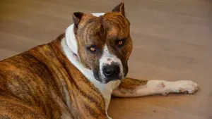 El perro de la discordia: multado en Pamplona por las molestias que su mascota causa al vecindario