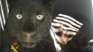La Guardia Civil interviene una pantera negra de origen desconocido y detienen a su dueño