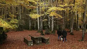 El Gobierno destina más de 2 millones de euros a recuperar el valor ambiental de los ecosistemas forestales 