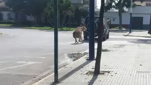La burrada de un vecino de Chipiona: ata un asno a su todoterreno y lo arrastra provocándole varias heridas