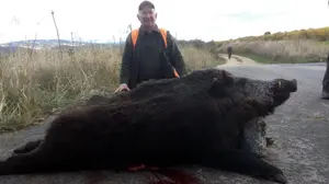 Cazan un jabalí gigante en Montejurra: pesó más de 140 kilos, hirió a varios de los perros y mató a uno