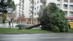 El temporal también pasa factura en Pamplona: cae de madrugada un pino de más de 15 metros en la avenida de Bayona