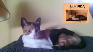 Una familia de Olagüe busca a 'Gordi', una gata de un año que se montó en el coche de sus dueños y se fugó al llegar a Pamplona