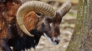 Alertan de la introducción ilegal de muflones, catalogados como especie invasora, para su caza en la Valdorba