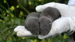 Navarra mima al visón: estos son los pasos seguros y nuevos refugios construidos para su protección