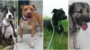 La perrera de Pamplona, hasta los topes: un total de 26 perros de razas diferentes buscan familia esta Navidad