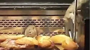 Cierran una panadería al encontrarse cuatro grandes ratas merodeando entre la comida de los mostradores