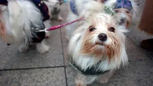 Unidos por los derechos de los animales: decenas de personas y canes se re&uacute;nen en Pamplona para dar voz a los que no la tienen