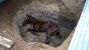 Investigan a un concejal de agricultura de Izquierda Unida de Almería por lanzar a su caballo vivo a una zanja