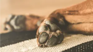 Investigan a un vecino de Arnedo por dejar morir a cinco perros de forma agónica: enjaulados y sin alimento