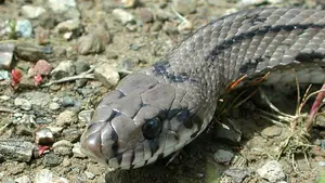 A la caza de la culebra escalera: el Seprona interviene en un colegio para capturar un ejemplar de esta especie