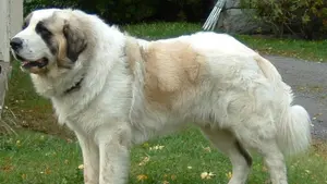 Llama a la policía por una discusión con su pareja y comprueban que le ha robado el perro a un vecino de Zizur