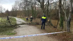 Roedores en Aranzadi: talan un árbol a punto de caer en Pamplona al comprobar que castores mordisquean su corteza