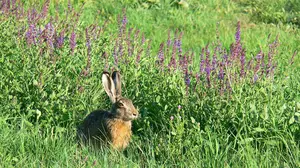 Piden declarar como zona de emergencia a municipios forales afectados por los daños de conejos en sus cultivos