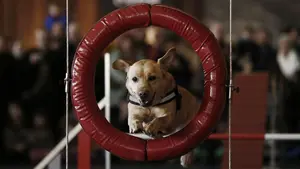 Orba y Lima: dos navarras de 'pelo en pecho' expertas en la búsqueda de explosivos y drogas muestran sus habilidades