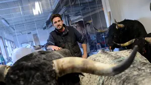 Un trabajo artesanal y minucioso: así prepara el taxidermista Celay los toros de San Fermín para la Meca