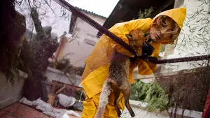 Investigan a cuatro jóvenes por exhibir cadáveres y restos de animales muertos en los carnavales de Ituren y Zubieta