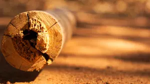 El peligro del temporal: dos ancianos heridos graves en Salou al caerles un árbol encima cuando paseaban