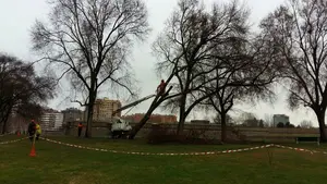 El viento pasa factura en Pamplona: intervienen en más de 42 ocasiones ante la caída de árboles, cristales y tejas 