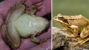 Las imágenes de las ranas bermejas que ya han abandonado sus escondites y se encuentran en las charcas heladas de Navarra para desovar