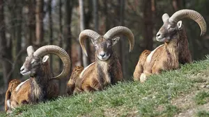 Sacrifican a 22 muflones en una batida en la Valdorba: así se busca acabar con esta especie invasora