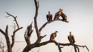 Multan con 600 euros a una mujer que atraía buitres al entorno del aeropuerto de Noáin con riesgo para los aviones