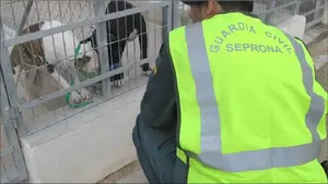 Muere un hombre tras ser atacado a dentelladas por los perros de raza peligrosa de su vecino