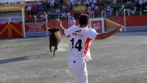 Podemos no puede con las vacas en Noáin: mayoritario respaldo popular a los festejos taurinos durante las fiestas