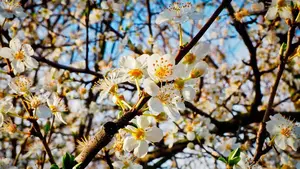 Adiós invierno, hola primavera: empieza la semana con la llegada de la nueva estación
