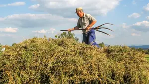 Una desconocida insiste en felicitar a un agricultor de Cortes por el día del padre y acaba robándole el anillo y la cadena de oro