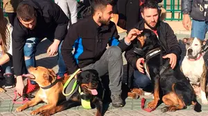 Manifestación a 'cuatro patas': 80 perros y sus dueños muestran en Pamplona su apoyo a las llamadas razas peligrosas
