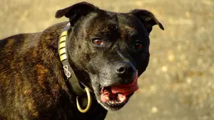 Un perro deja herido grave a un niño de tres años tras arrancarle las orejas