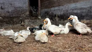 La gripe aviar pone en alerta a Navarra: piden medidas sanitarias tras decretarse la cuarentena en varias zonas limítrofes