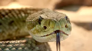 Un hombre protege a sus hijos del ataque de una serpiente venenosa y recibe un mordisco que casi lo mata