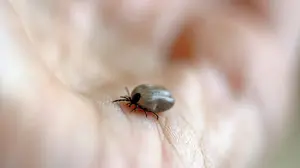 Sanidad detecta garrapatas con fiebre hemorrágica en España y alerta de los peligros de contagio