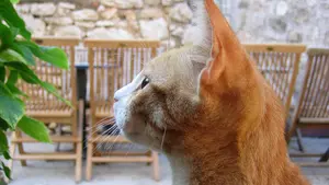 Un anciano dispara un perdigonazo a un gato en Olazagutía y es imputado por un delito de maltrato animal doméstico