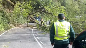 El temporal de viento en Navarra causa estragos en varias carreteras con cortes y caídas de árboles