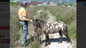 Rescatan a un pony suelto en las inmediaciones de la ronda norte en Orkoien que pon&iacute;a en peligro la seguridad vial