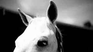 Muere una mujer y cuatro personas resultan heridas tras irrumpir un caballo en una carretera comarcal