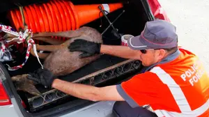 Final feliz en Cascante: la Policía Foral rescata a un corzo herido en una carretera navarra tras ser atropellado por un vehículo