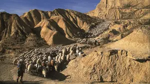 Así ha revivido Arguedas la antigua tradición de la bajada de vacas desde el Yugo hasta el centro de la localidad