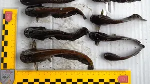 Especie invasora a la venta en Navarra: denuncia para un chico de Lodosa de 19 años que vendía crías de siluro a través de internet