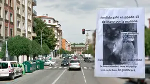Final feliz para Mambrú: una familia pamplonesa encuentra a su gato tras empapelar con carteles toda la calle Olite