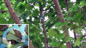 El Ayuntamiento soltará insectos en Pamplona para hacer frente al pulgón que ensucia aceras y vehículos 